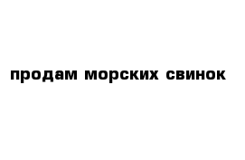 продам морских свинок